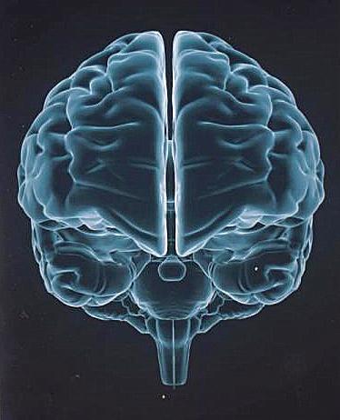 Montegrappa Brain pen with brain scan